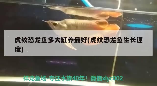 虎紋恐龍魚多大缸養(yǎng)最好(虎紋恐龍魚生長(zhǎng)速度)