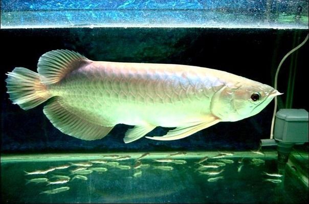 銀龍魚幼魚活餌安全處理方法：銀龍魚幼魚活餌營(yíng)養(yǎng)搭配銀龍魚幼魚活餌保存方法