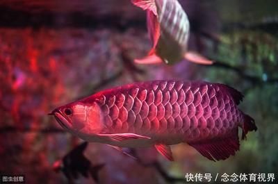 紅龍魚吃什么長得最快（紅龍魚吃什么長得快）