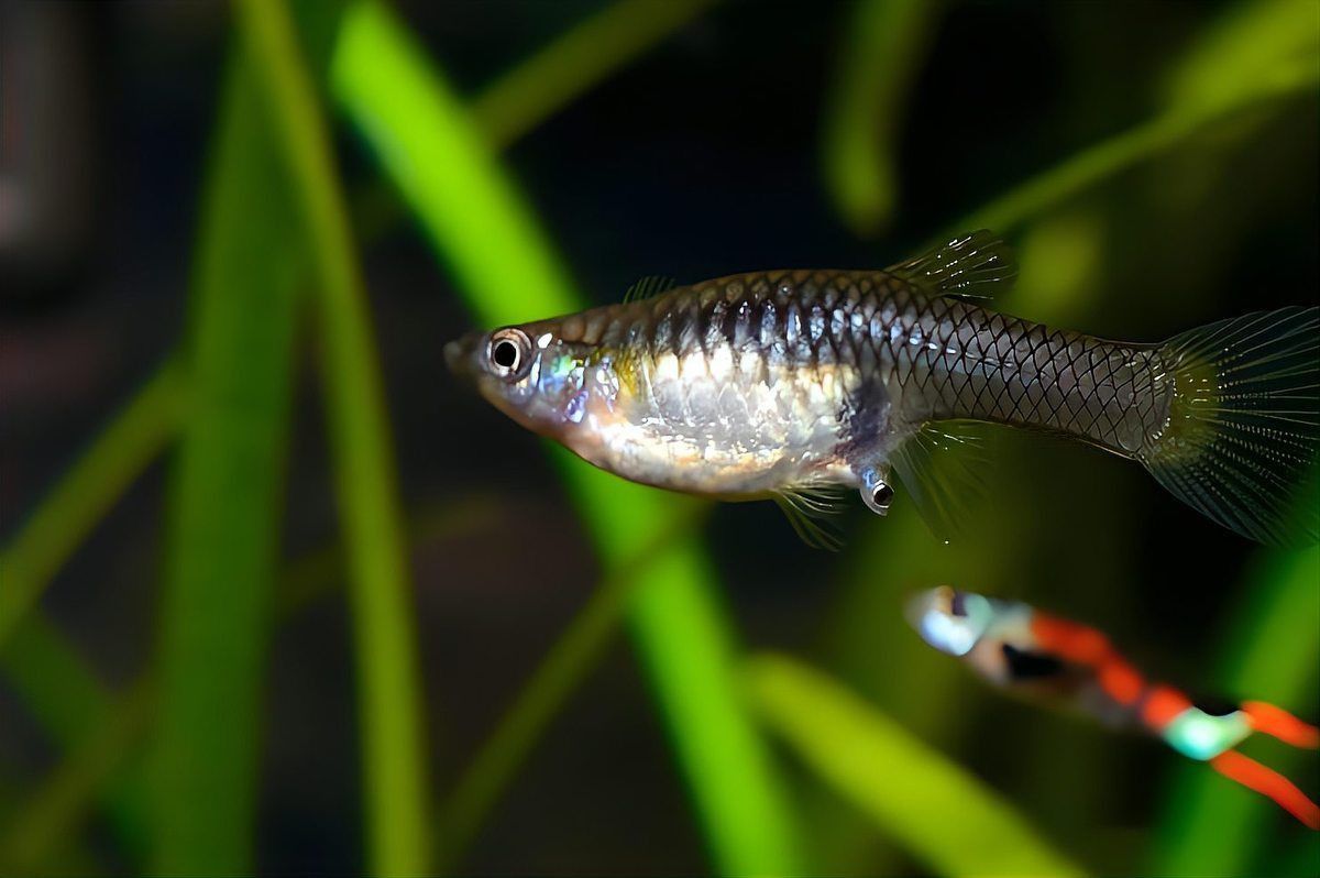 龍睛爛尾最忌諱的三個東西