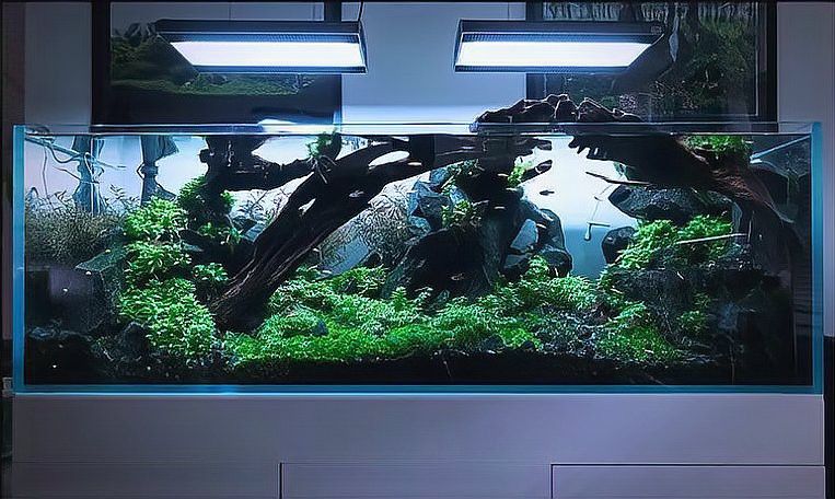 如何判斷沉木是否經過防黃水處理？