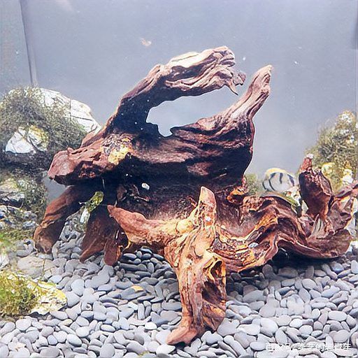 如何判斷沉木是否經過防黃水處理？