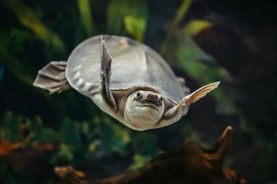 魚缸過濾器選購指南:自制魚缸過濾器魚缸上置過濾器對于養魚愛好者的必備知識 什么龍魚缸性價比高又好養:什么龍魚缸性價比高又好養什么龍魚缸性價比高又好養 龍魚百科 什么龍魚缸性價比高又好養:什么龍魚缸性價比高又好養什么龍魚缸性價比高又好養 什么龍魚缸性價比高又好養:什么龍魚缸性價比高又好養什么龍魚缸性價比高又好養 龍魚百科