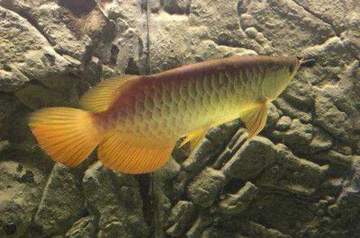 金龍魚什么情況下會掉眼【金龍魚掉眼是多種因素共同作用的結果,其眼部結構特殊】