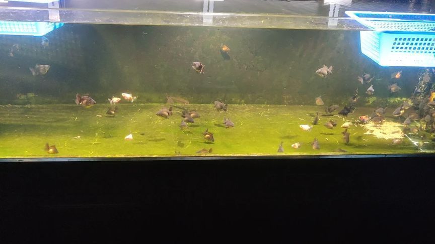 小龍魚(yú)苗一天喂幾次合適：小龍魚(yú)一天喂幾次合適
