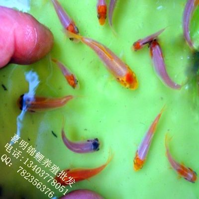 小龍魚(yú)苗一天喂幾次合適：小龍魚(yú)一天喂幾次合適