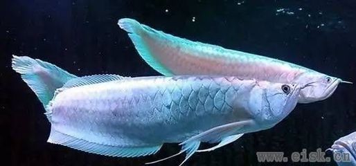 頂級(jí)銀龍魚（十大頂級(jí)龍魚排名(銀龍魚排名）