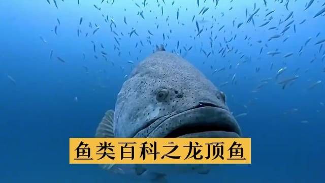 龍巔觀賞魚