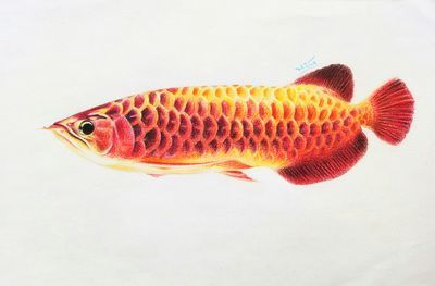 龍魚怎么畫的：畫龍魚之前需要準(zhǔn)備好繪畫工具和材料和材料和材料