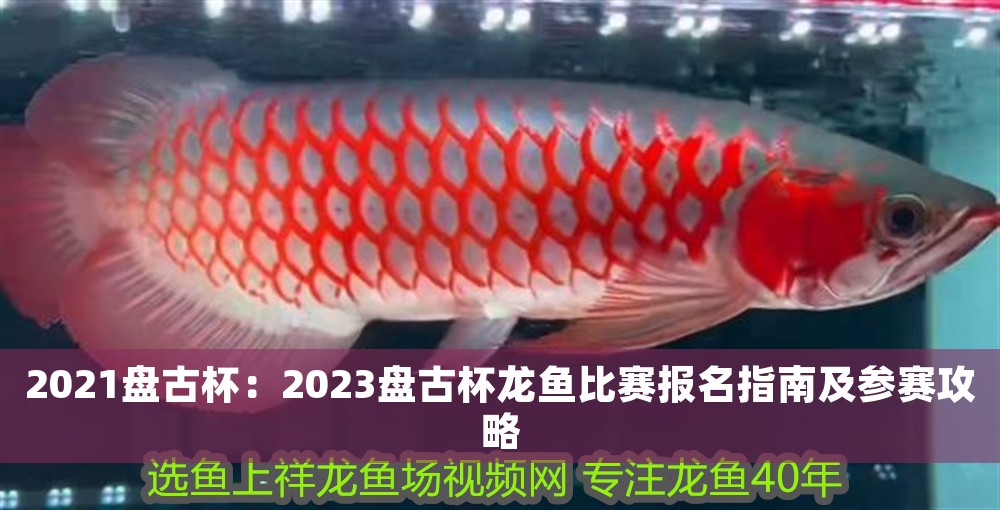 2021盤古杯：2023盤古杯龍魚比賽報(bào)名指南及參賽攻略