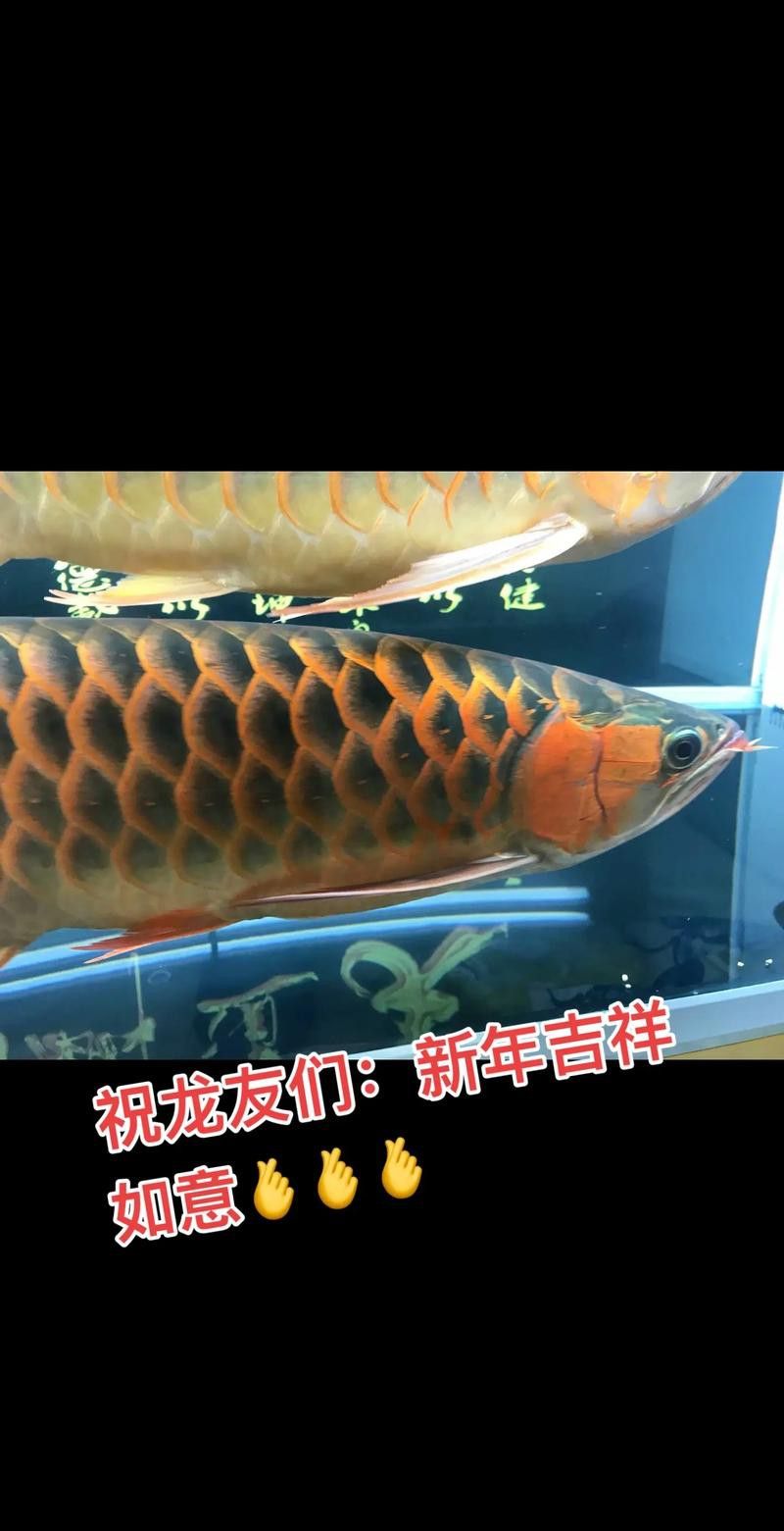 象鼻魚可以和龍魚混養嗎圖片 龍魚百科 第11張 象鼻魚可以和龍魚混養嗎圖片 象鼻魚可以和龍魚混養嗎圖片 龍魚百科 第11張