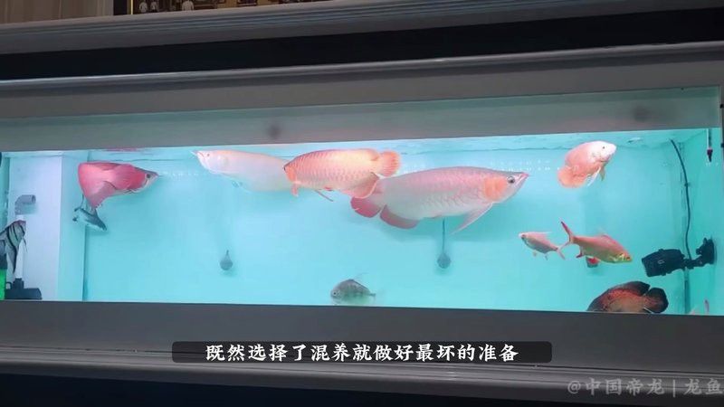 象鼻魚可以和龍魚混養嗎圖片 象鼻魚可以和龍魚混養嗎圖片 龍魚百科 第26張
