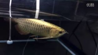 龍魚多大不會掉眼了：如何預(yù)防龍魚掉眼