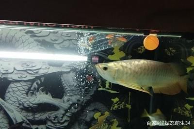 龍魚多大不會掉眼了：如何預防龍魚掉眼