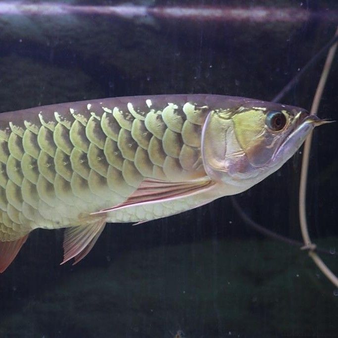 紅尾寶石金龍魚 紅尾寶石金龍魚 龍魚百科 第12張