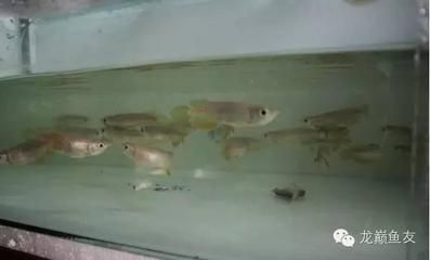 龍魚蹭缸底是怎么回事：龍魚蹭缸底可能是由于水質問題、疾病或病理狀況、疾病或病理狀況 龍魚蹭缸底是怎么回事：龍魚蹭缸底可能是由于水質問題、疾病或病理狀況、疾病或病理狀況 龍魚百科 第1張