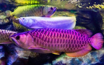 新加坡龍魚和馬來西亞龍魚（新加坡龍魚和馬來西亞龍魚各有優勢和特點）