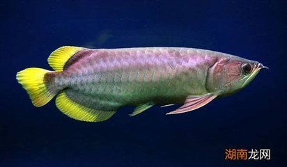 金龍魚活多長時間：金龍魚壽命可達數十年,金龍魚活多長時間