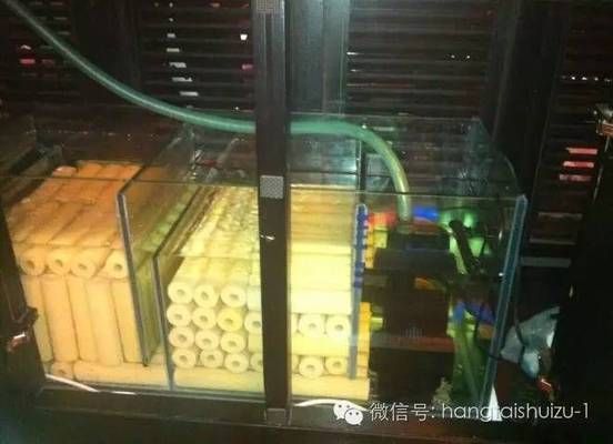 可愛麗魚缸官網 可愛麗魚缸官網 龍魚百科