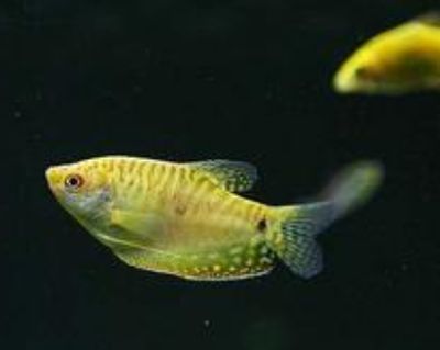 黃曼龍魚最大多大 黃曼龍魚最大多大 龍魚百科 第3張