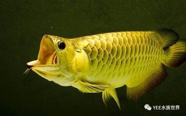 龍魚一次產卵多少只：關于龍魚一次產卵的詳細信息 龍魚一次產卵多少只：關于龍魚一次產卵的詳細信息 龍魚百科 第1張