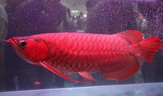 紅龍魚自然色彩形成過程：紅龍魚的自然色彩形成的具體過程