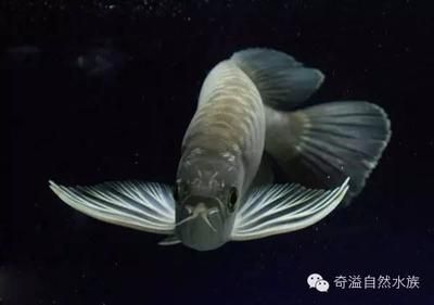 金龍魚別名：金龍魚品種分類詳解金龍魚的別名包括美麗硬仆骨舌魚等