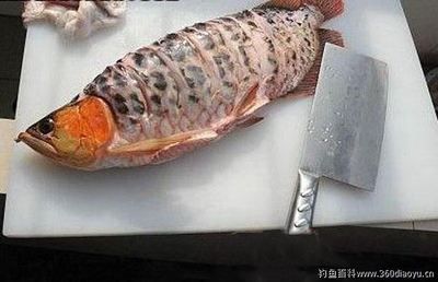 金龍魚別名：金龍魚品種分類詳解金龍魚的別名包括美麗硬仆骨舌魚等