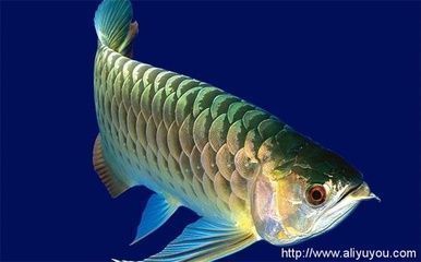 龍魚有壽命嗎：關于龍魚壽命的詳細信息