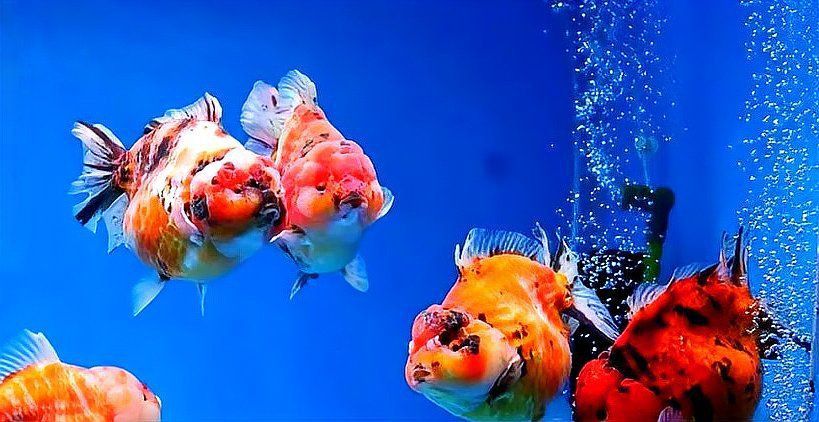 金魚為啥養(yǎng)單不養(yǎng)雙