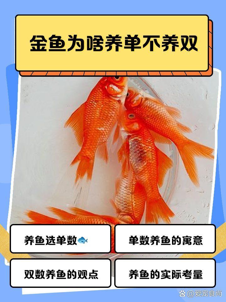 金魚為啥養(yǎng)單不養(yǎng)雙