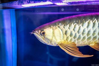龍魚的狀態可以通過多個方面進行觀察它們的心理狀態：龍魚狀態不好的一些常見癥狀
