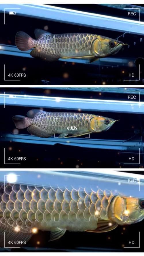 蘭底金龍魚圖片 蘭底金龍魚圖片 龍魚百科 第15張