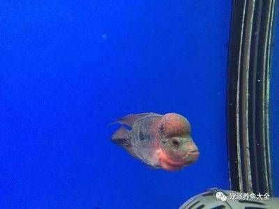 龍魚全身長白點是什么病：如何正確提高水溫治白點，預防龍魚白點病的有效措施