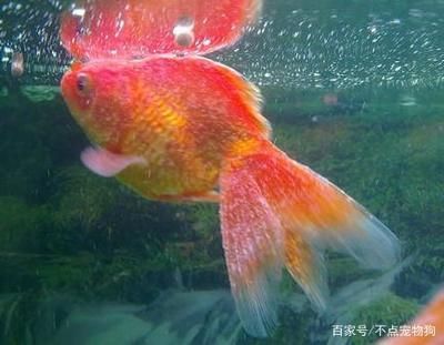 龍魚全身長白點是什么病：如何正確提高水溫治白點，預防龍魚白點病的有效措施