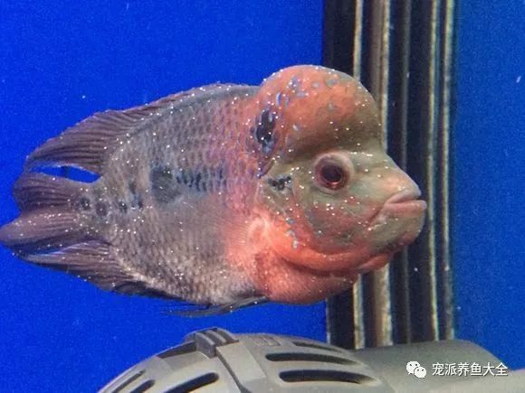 龍魚全身長白點是什么病：如何正確提高水溫治白點，預防龍魚白點病的有效措施