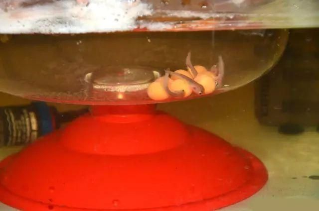 金龍魚養(yǎng)殖環(huán)境需要注重水質(zhì)、水溫、溶氧量、陽(yáng)光照射：關(guān)于金龍魚養(yǎng)殖環(huán)境的分析