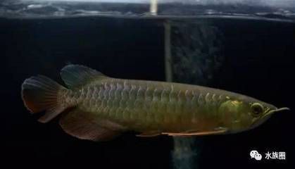 龍魚的水溫控制在24-30℃之間比較合適而穩定的水溫：龍魚對水溫的要求有多高？