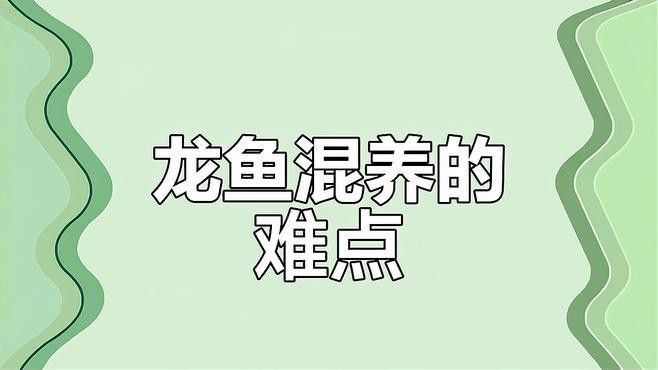 如何選擇適合混養(yǎng)的龍魚品種？