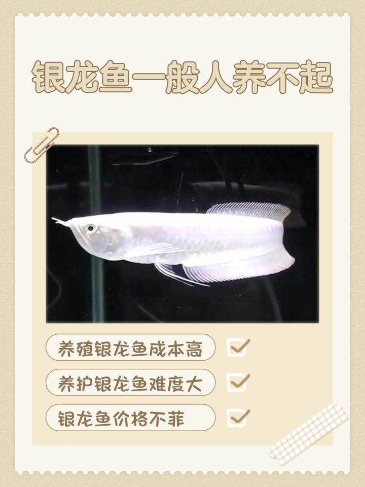 銀龍魚養殖成本高嗎？ 銀龍魚養殖成本高嗎？ 龍魚百科 第1張