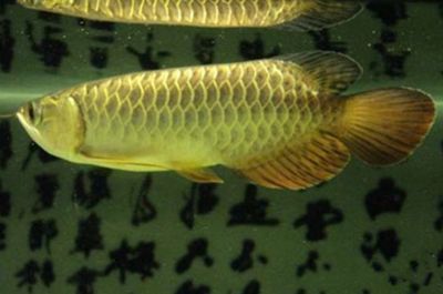 龍魚體表黏液脫落（龍魚體表黏液脫落可能由多種因素引起龍魚體表黏液脫落）