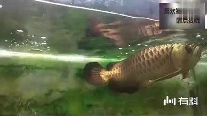 家里的金龍魚死了對主人會不會不好（養了十年的金龍魚死了對風水有沒有影響） 家里的金龍魚死了對主人會不會不好（養了十年的金龍魚死了對風水有沒有影響） 龍魚百科 第1張