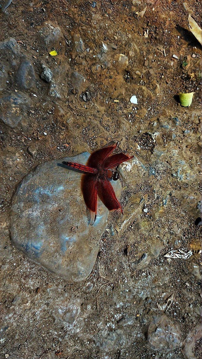 如何快速與小火龍魚建立信任？ 如何快速與小火龍魚建立信任？ 龍魚百科 第5張