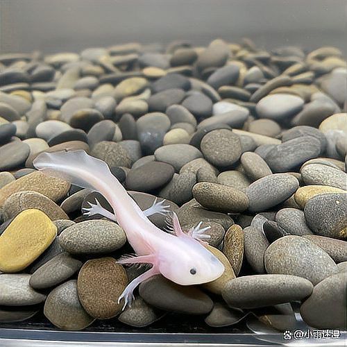 如何快速與小火龍魚建立信任？ 如何快速與小火龍魚建立信任？ 龍魚百科 第11張