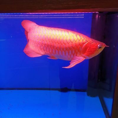 紅龍魚自然光照模擬技巧：如何利用自然光照模擬紅龍魚的健康生長