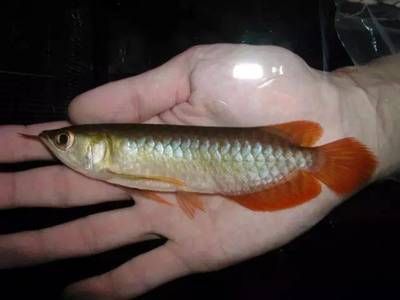 小龍魚的價格是多少錢：小龍魚價格是多少錢小龍魚的價格是多少錢 小龍魚的價格是多少錢：小龍魚價格是多少錢小龍魚的價格是多少錢 龍魚百科 第1張