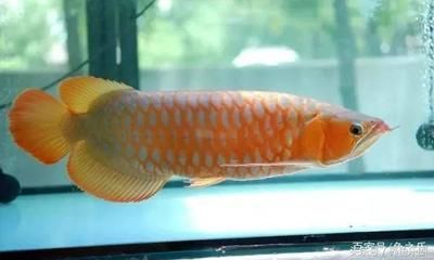 紅龍魚缸壽命多長：紅龍魚缸使用壽命在8-10年左右，但壽命會超過10年 紅龍魚缸壽命多長：紅龍魚缸使用壽命在8-10年左右，但壽命會超過10年 龍魚百科 第2張