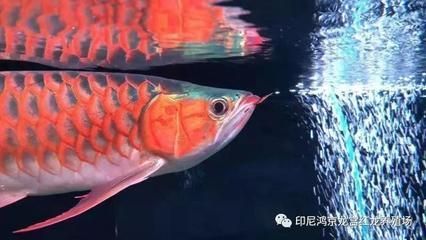 紅龍魚缸壽命多長：紅龍魚缸使用壽命在8-10年左右，但壽命會超過10年 紅龍魚缸壽命多長：紅龍魚缸使用壽命在8-10年左右，但壽命會超過10年 龍魚百科 第1張