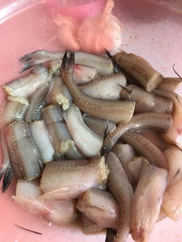 水龍魚是海里的嗎圖片 龍魚百科 第5張 水龍魚是海里的嗎圖片 水龍魚是海里的嗎圖片 龍魚百科 第5張
