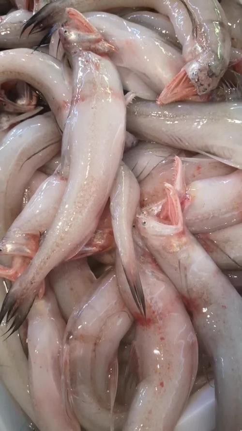 水龍魚是海里的嗎圖片 龍魚百科 第2張 水龍魚是海里的嗎圖片 水龍魚是海里的嗎圖片 龍魚百科 第2張